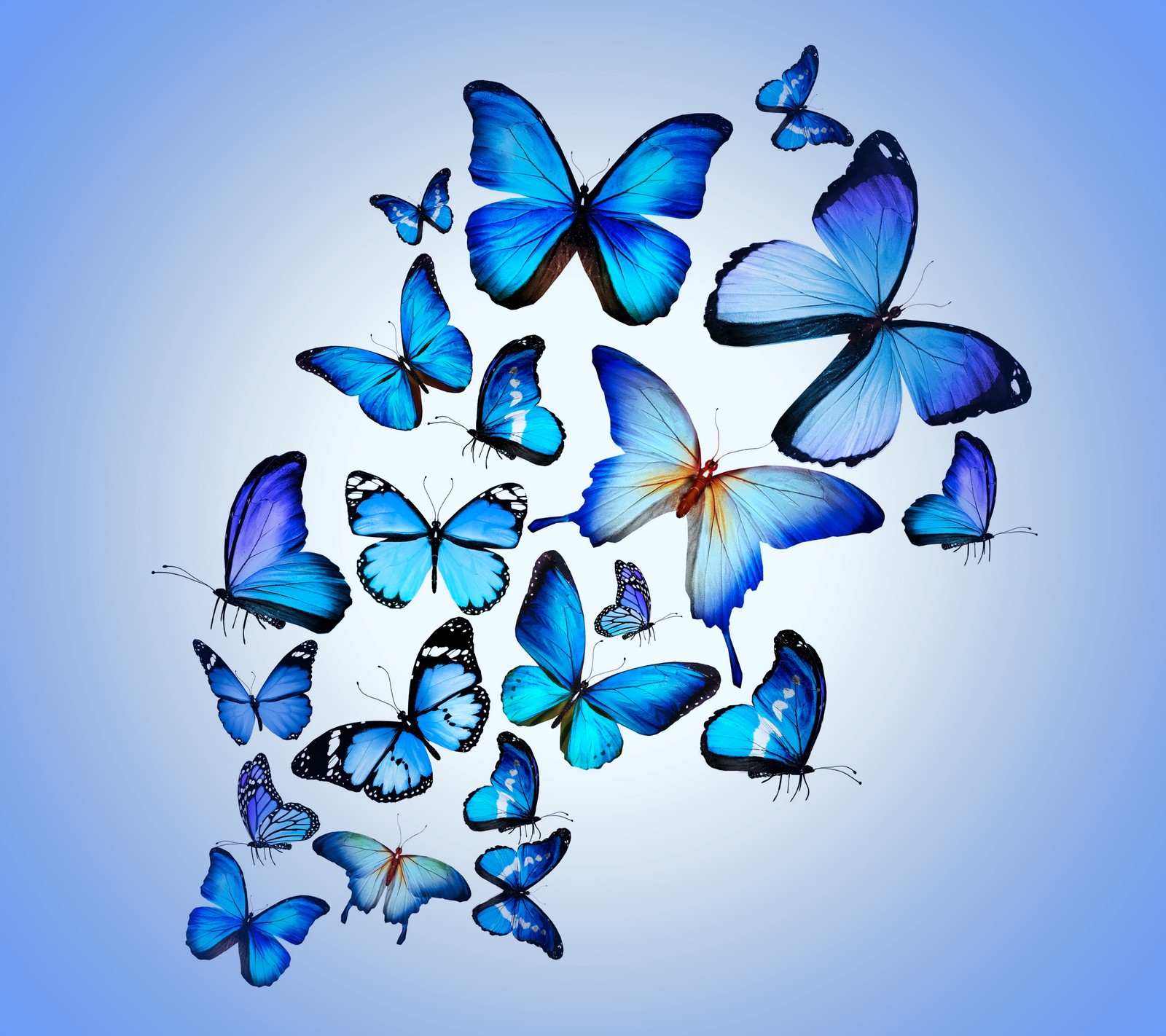 Un primer plano de un grupo de mariposas azules volando en círculo (azul, mariposas, diseño)