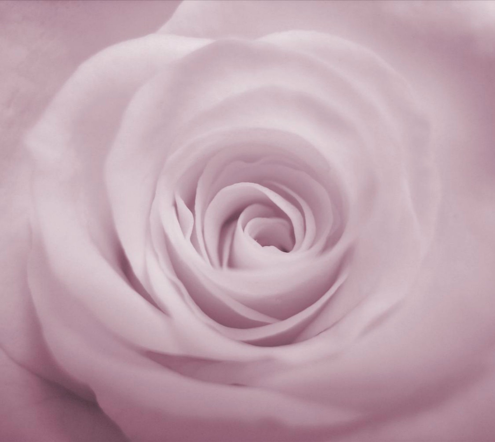 A close up of a white rose with a pink background (flower, rose, white)