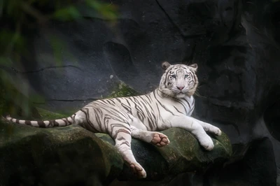 Majestuoso tigre de Bengala blanco relajándose en un entorno de cueva