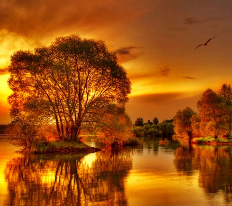 A close up of a tree near a body of water with a bird flying in the sky (golden, nature, tree)