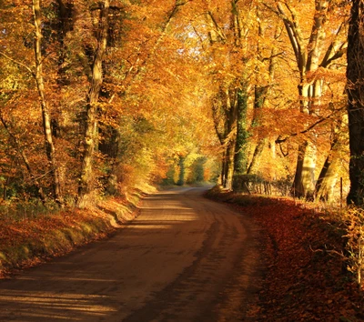 otoño, belleza, naturaleza, naranja, camino