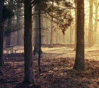 autumn, bench, leaves, trees