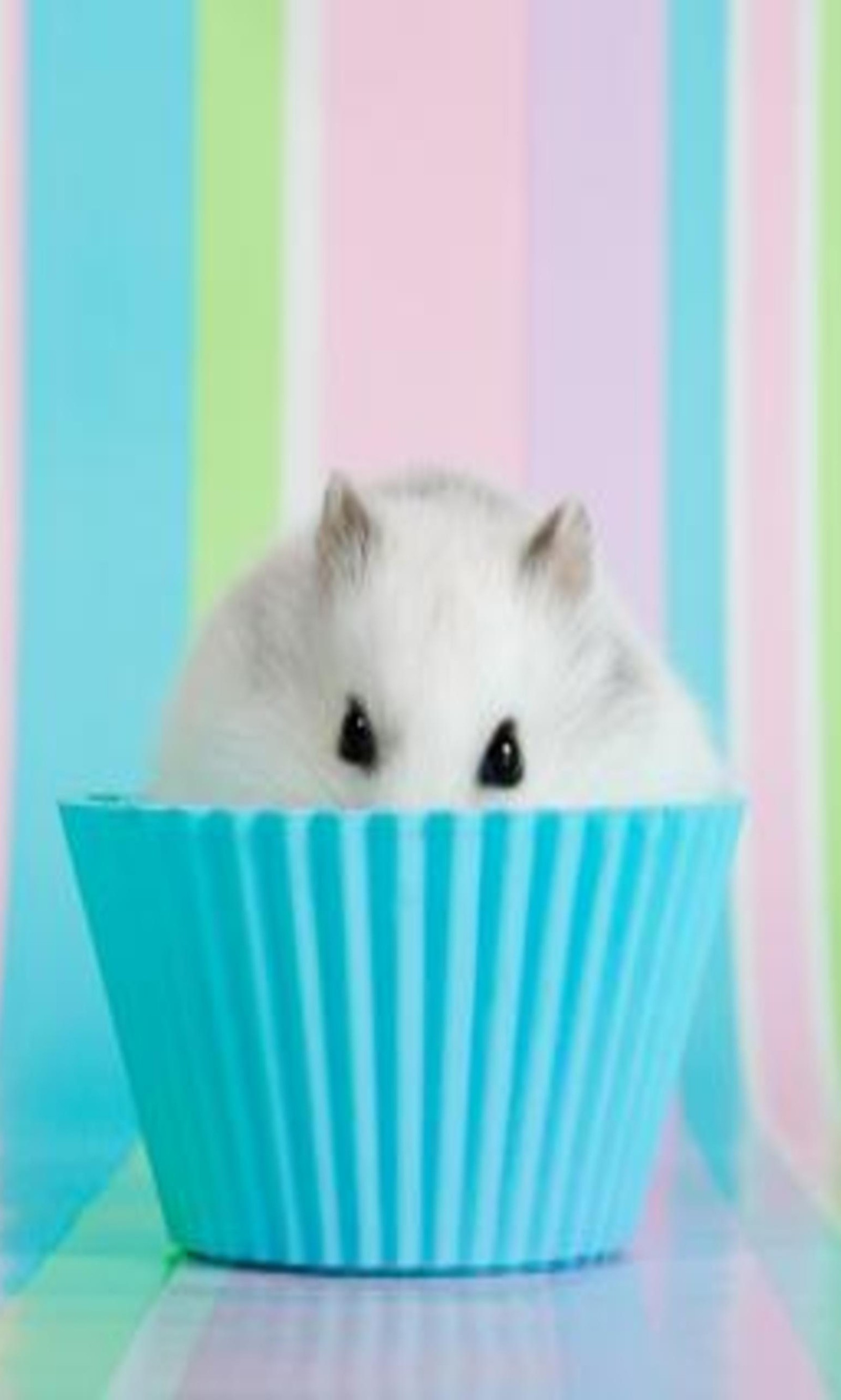 Téléchargez le fond d'écran muffin hamster, autre