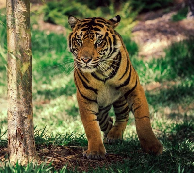 Majestätischer Tiger geht durch üppiges Grün