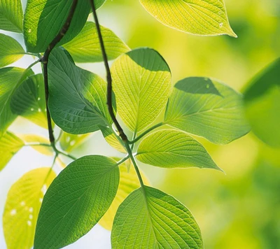 verde, folha, natureza