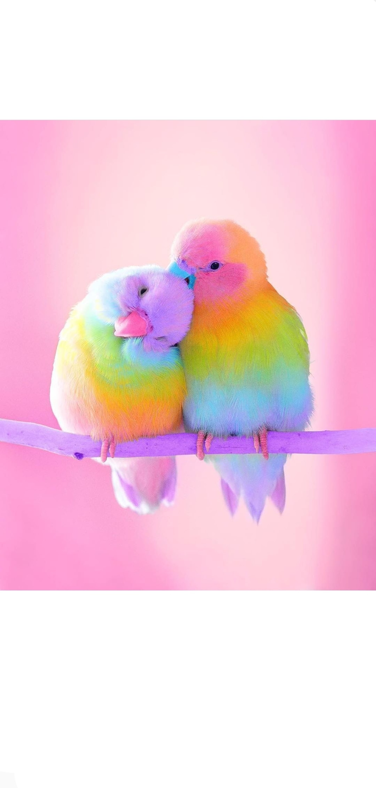 Há dois pássaros sentados em um galho com um fundo rosa (aves, colorido, amor)