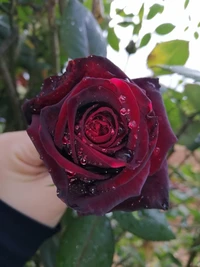 Elegante rote Rose mit Tautropfen