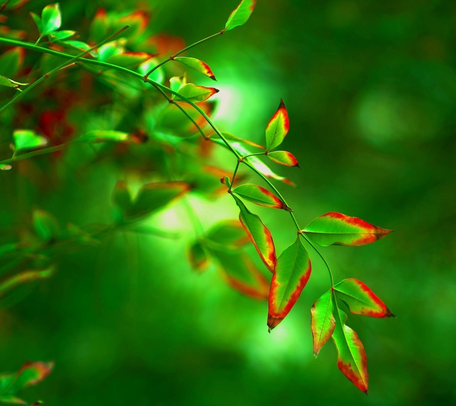 A close up of a plant with red and green leaves (bokeh, branch, green, leafs, leaves)