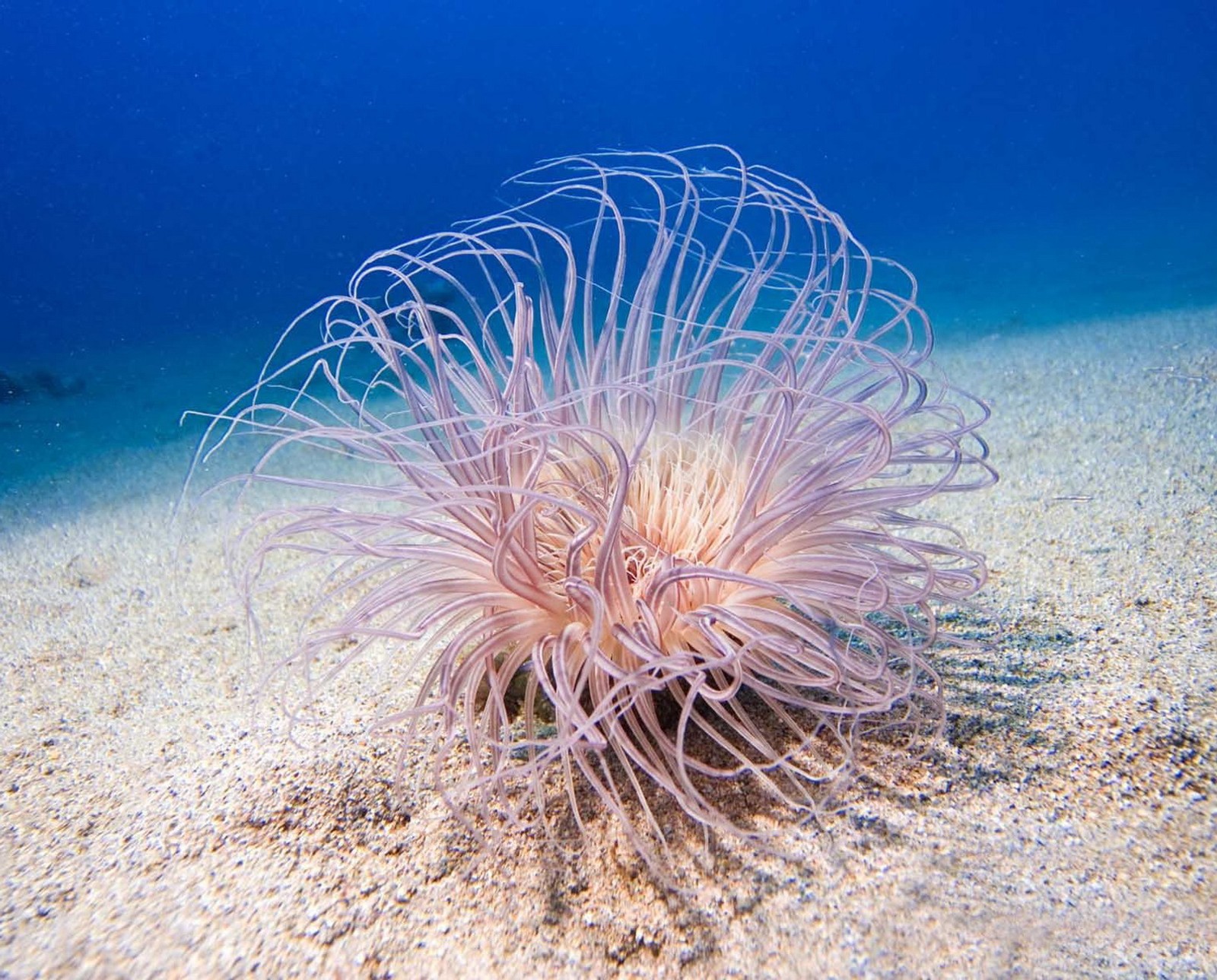 Lade tierleben im meer, fisch Hintergrund herunter