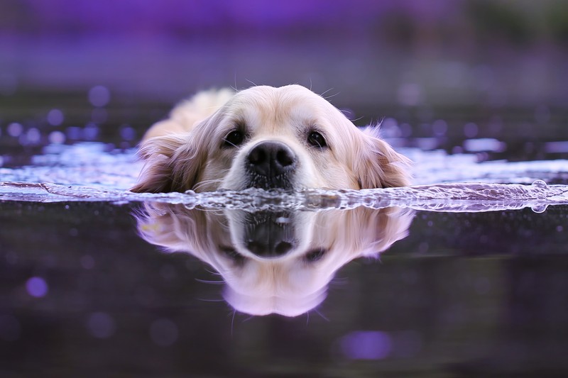 Жираф, лежащий в воде, с отражением головы в воде (собака, canidae, порода собак, золотистый ретривер, ретривер)