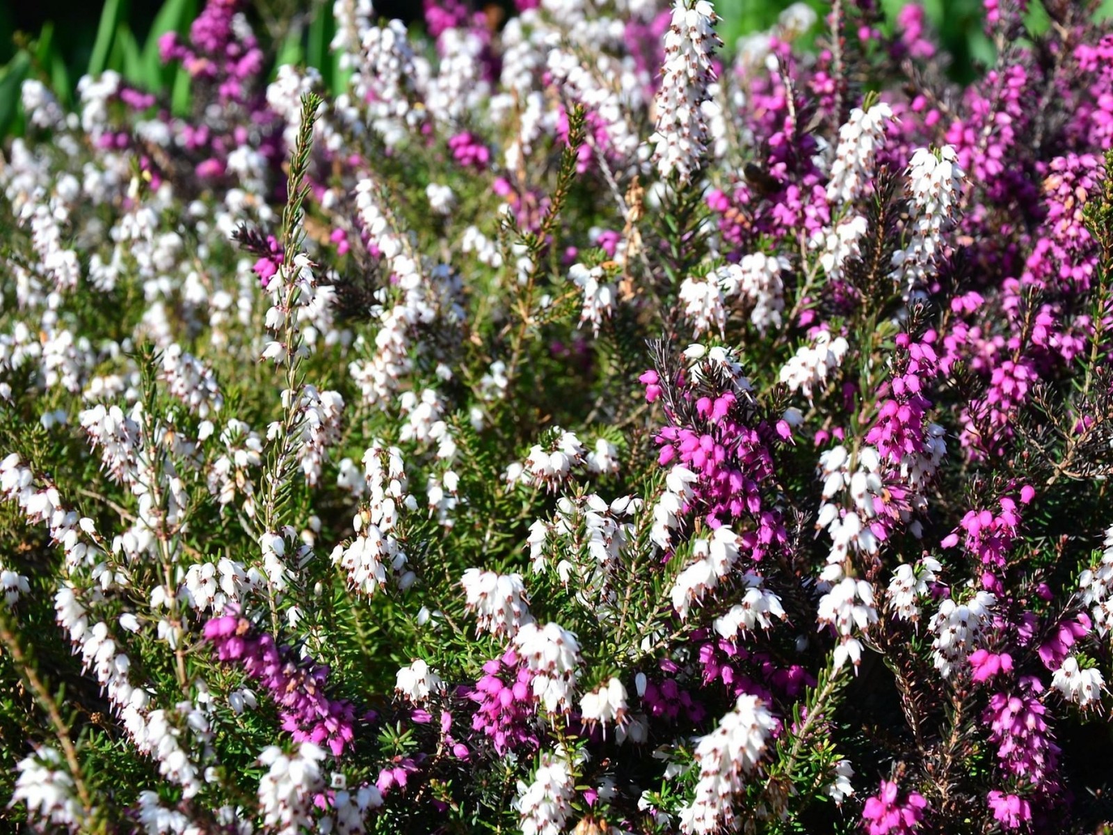 Des fleurs violettes et blanches poussent dans un champ d'herbe verte (plante à fleurs, plante, printemps, plante annuelle, flore)