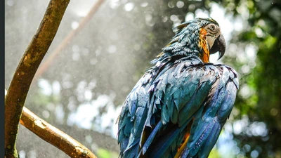 loro, planta, guacamayo azul y amarillo, árbol, ave