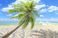 Tropical Paradise: Palm Tree by the Shore under a Blue Sky