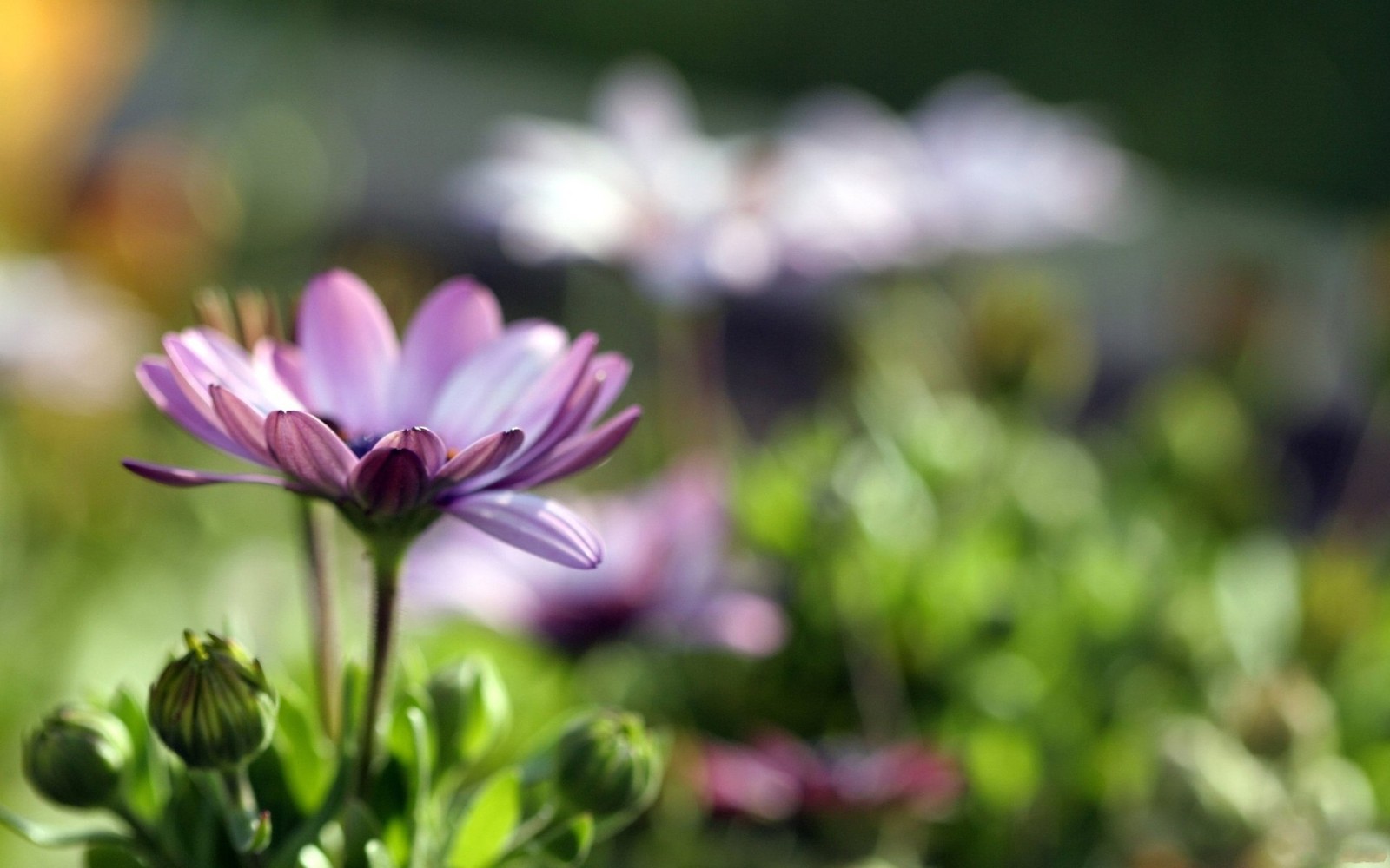 Des fleurs violettes dans un champ d'herbe verte avec un fond jaune (pétale, plante, violet, printemps, cosmos de jardin)