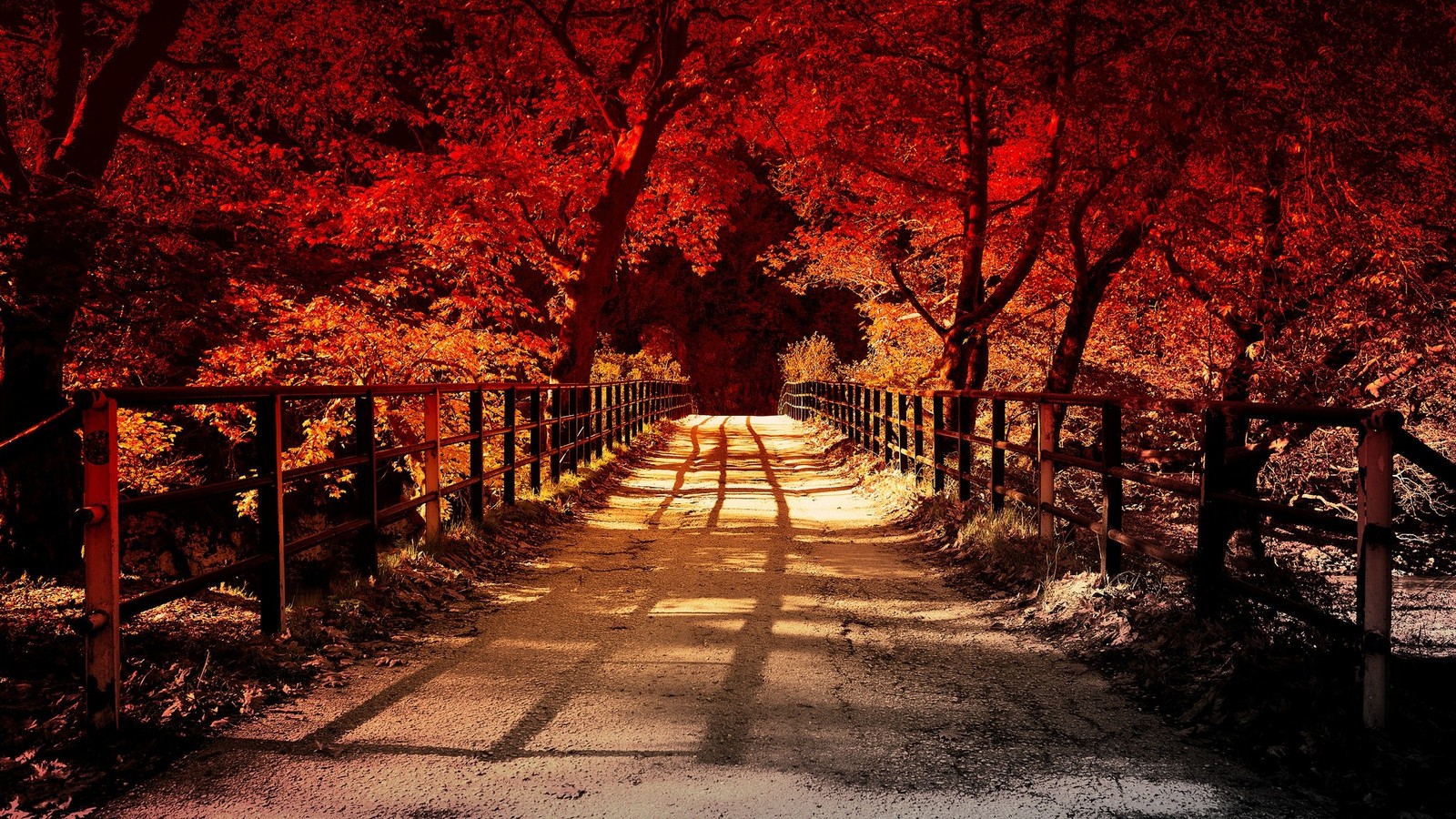 A view of a path through a forest with a fence and trees (nature, branch, tree, leaf, autumn)