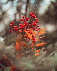 rouge, fleur, plante, feuille, botanique