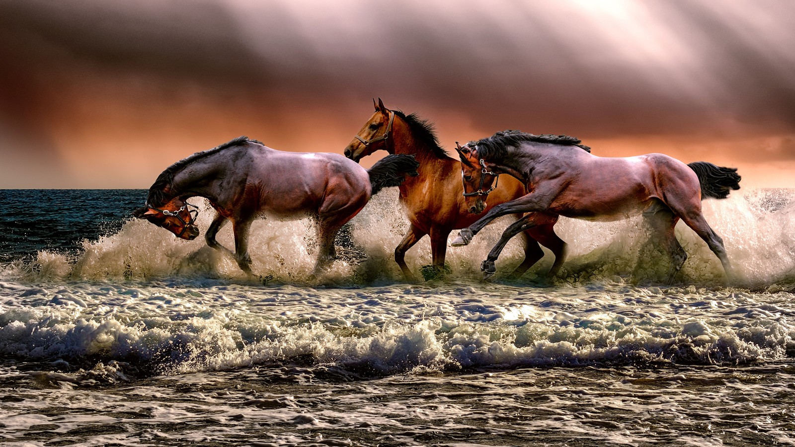 Caballos corriendo en el agua en un día de tormenta (caballo, caballo blanco, correr, caballo salvaje, paisaje natural)