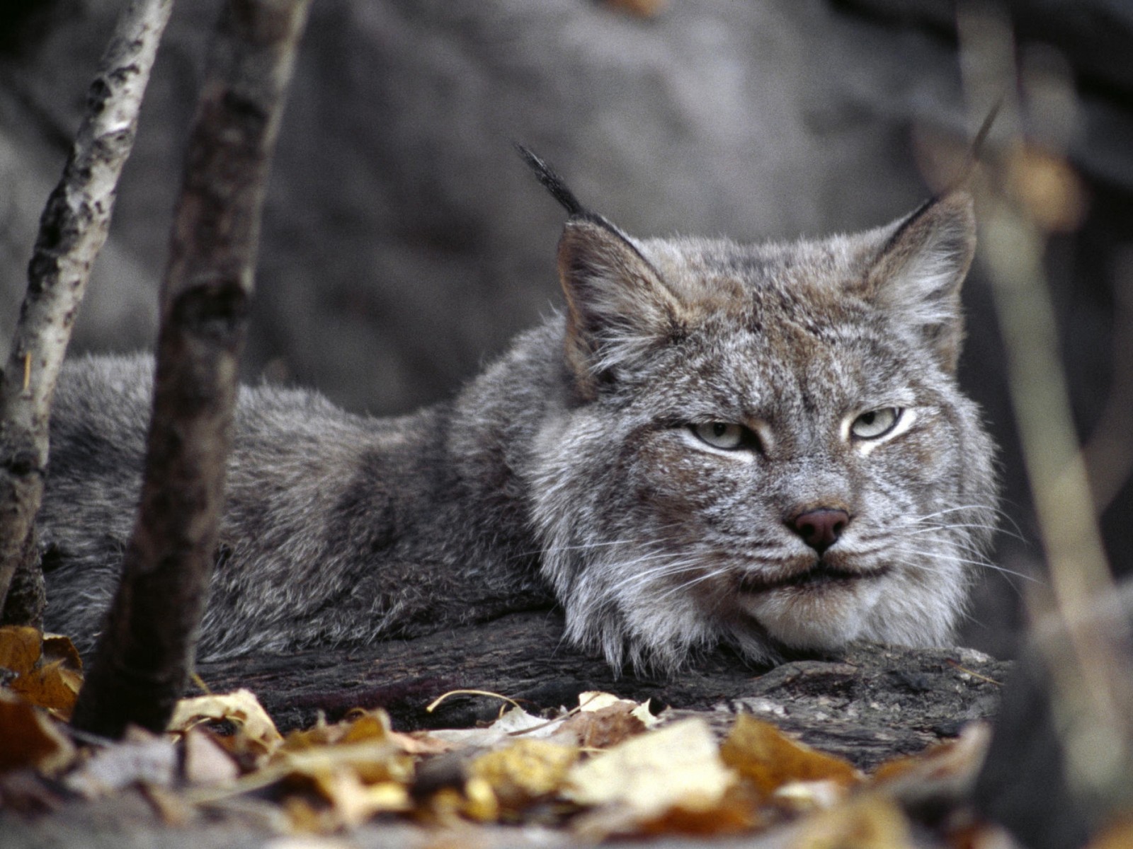 Um lince árabe deitado na floresta com folhas no chão. (felidae, lince euroasiático, gato selvagem, felino grande, lince)