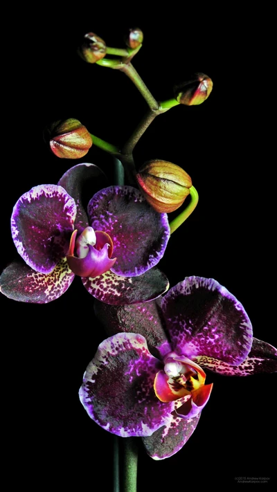 Vibrant Purple Moth Orchids in Bloom