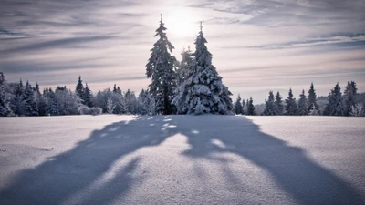 Abetos cubiertos de escarcha bajo un cielo invernal nublado