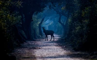 Caminho florestal sereno com vida selvagem na luz do crepúsculo