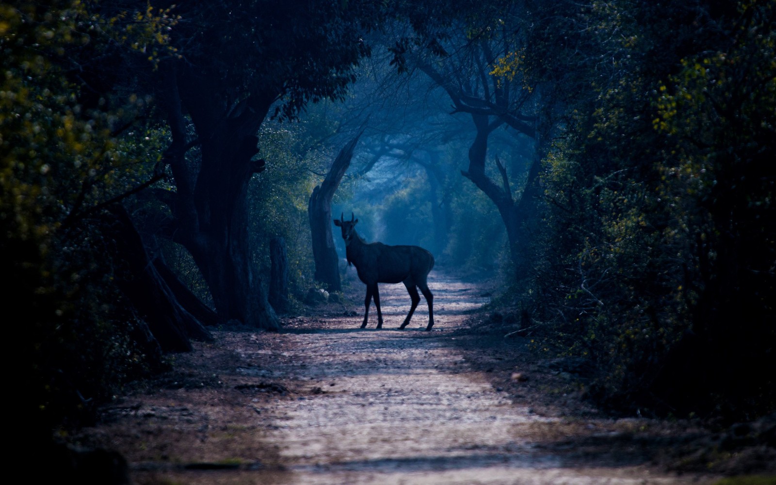 Baixar papel de parede árvore, natureza, fauna, escuridão, luz