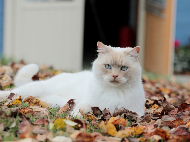 Кот, который лежит в листьях (котёнок, персидский, тряпичная кукла, осень, кошки маленьких и средних размеров)