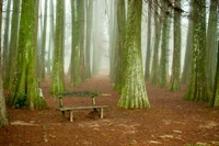 Bosquet brumeux avec un banc rustique au milieu des épicéas