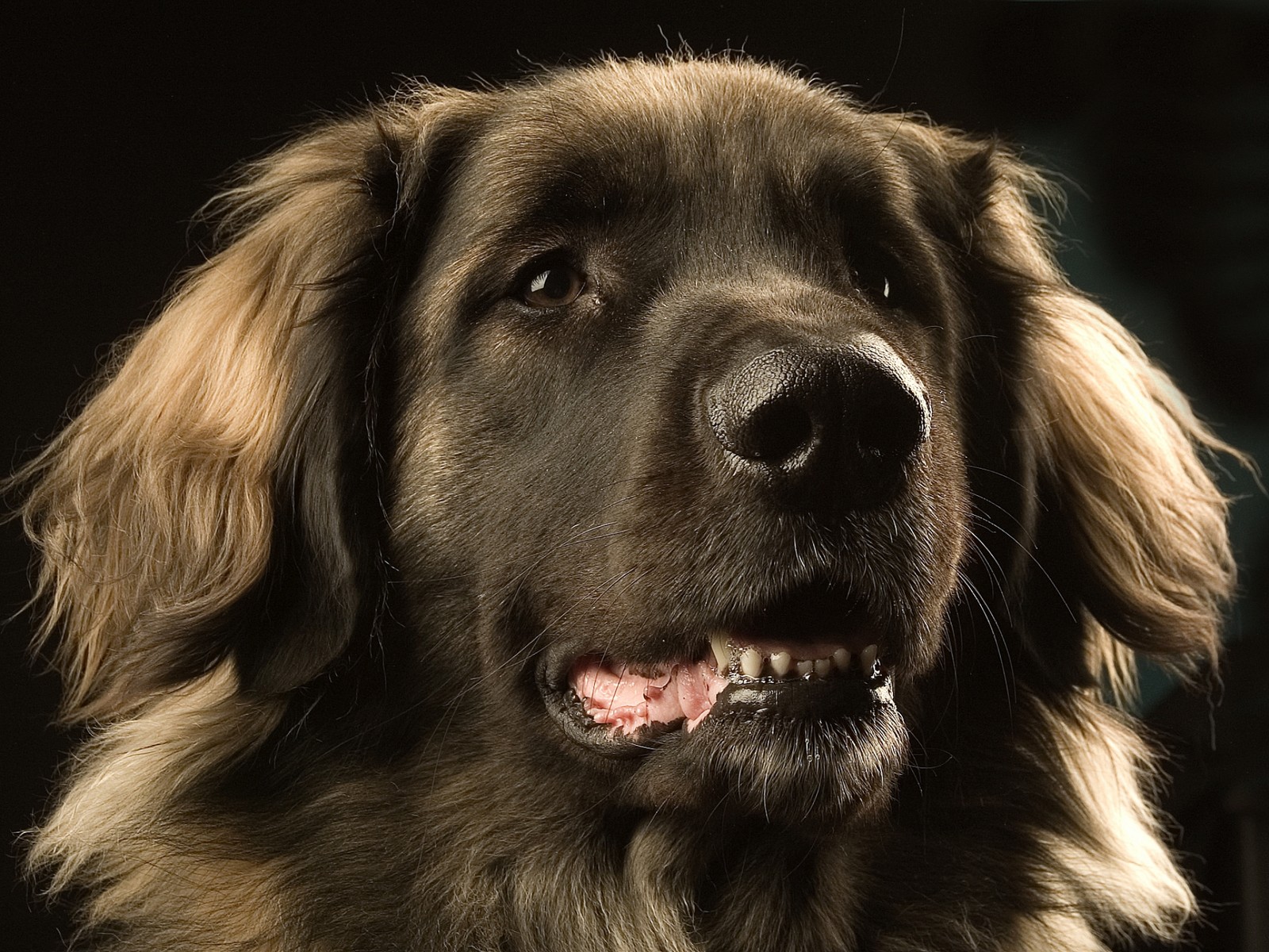 Eine araucana-hund mit langem fell und einem halsband schaut in die kamera (neufundländer, newfoundland, hunde grooming, afrikanischer wildhund, hunderasse)