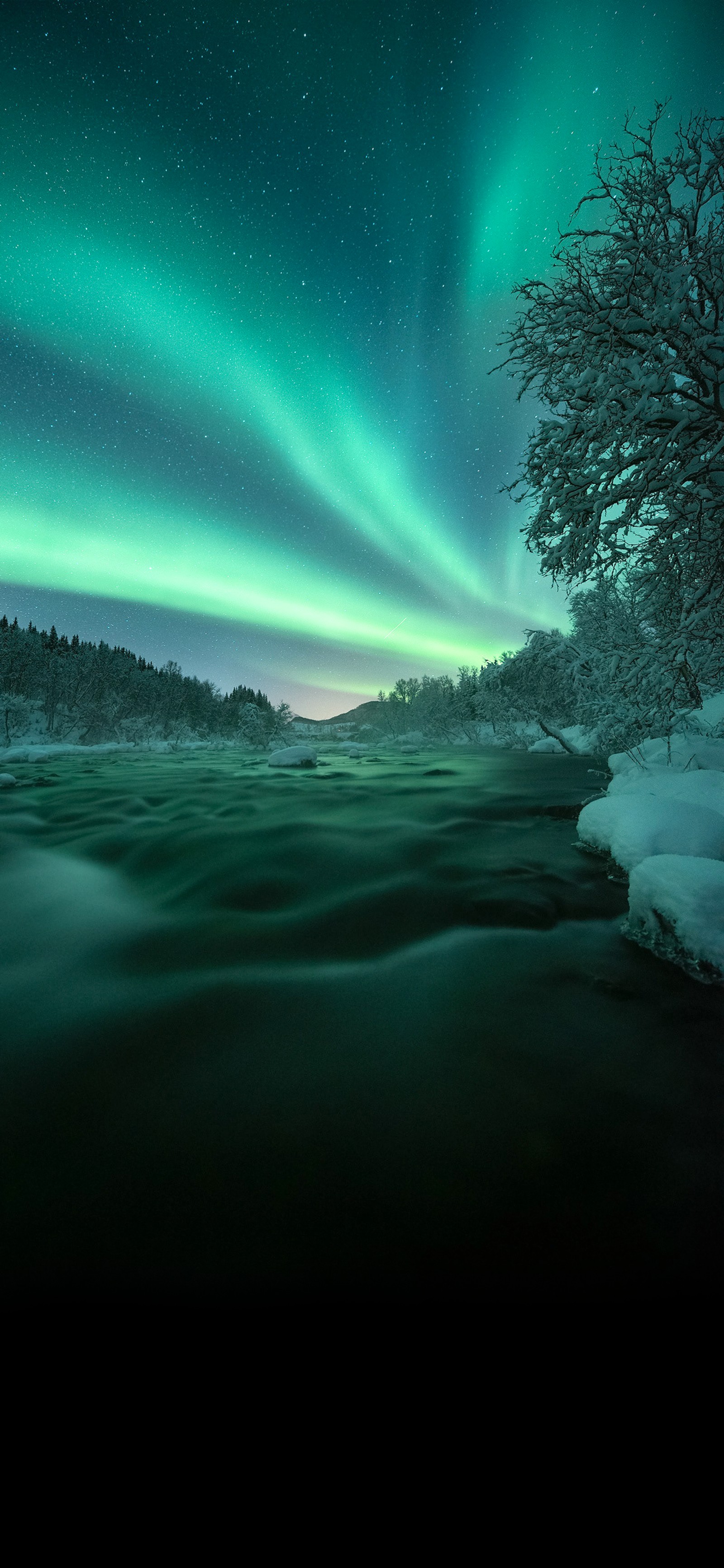 Arafed view of a river with a tree and a green aurora (nature, atmosphere, aurora, tree, natural landscape)