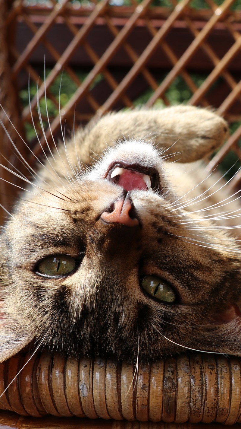 Кот, который лежит на кресле (кот, усы, рыло, felidae, кошки маленьких и средних размеров)