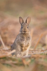 Conejo europeo en hábitat natural