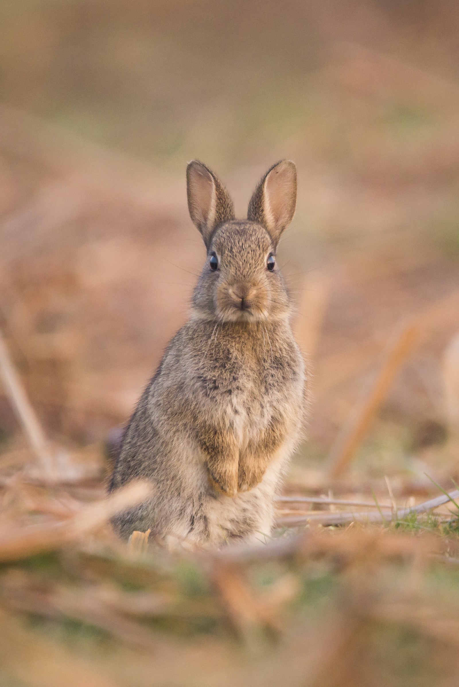 There is a small rabbit sitting in the grass on the ground (hare, rabbit, wildlife, animal, dog)