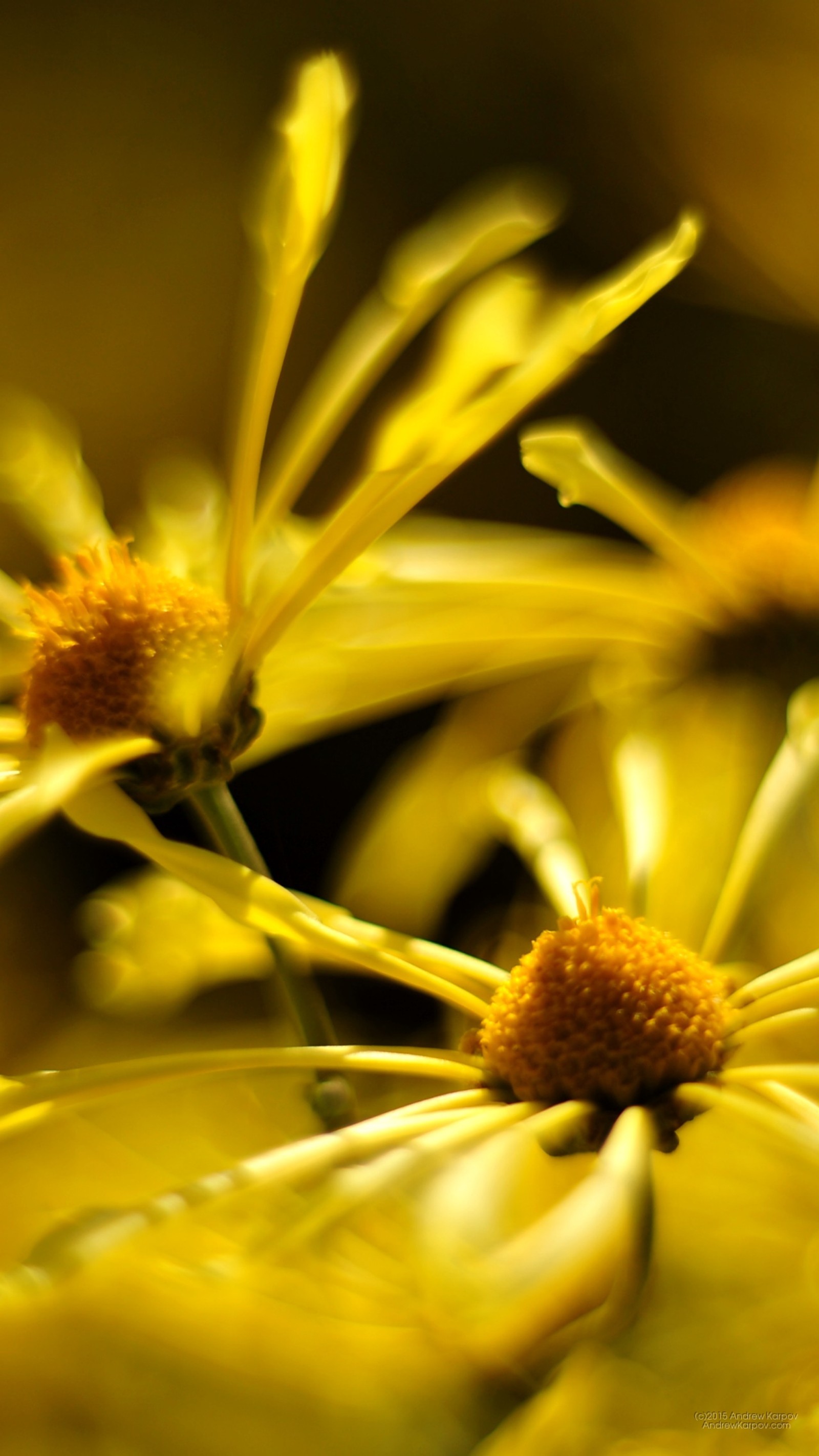 Téléchargez le fond d'écran jaune, fleur, pétale, plante, pollen