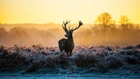 cerf, paysage, animaux