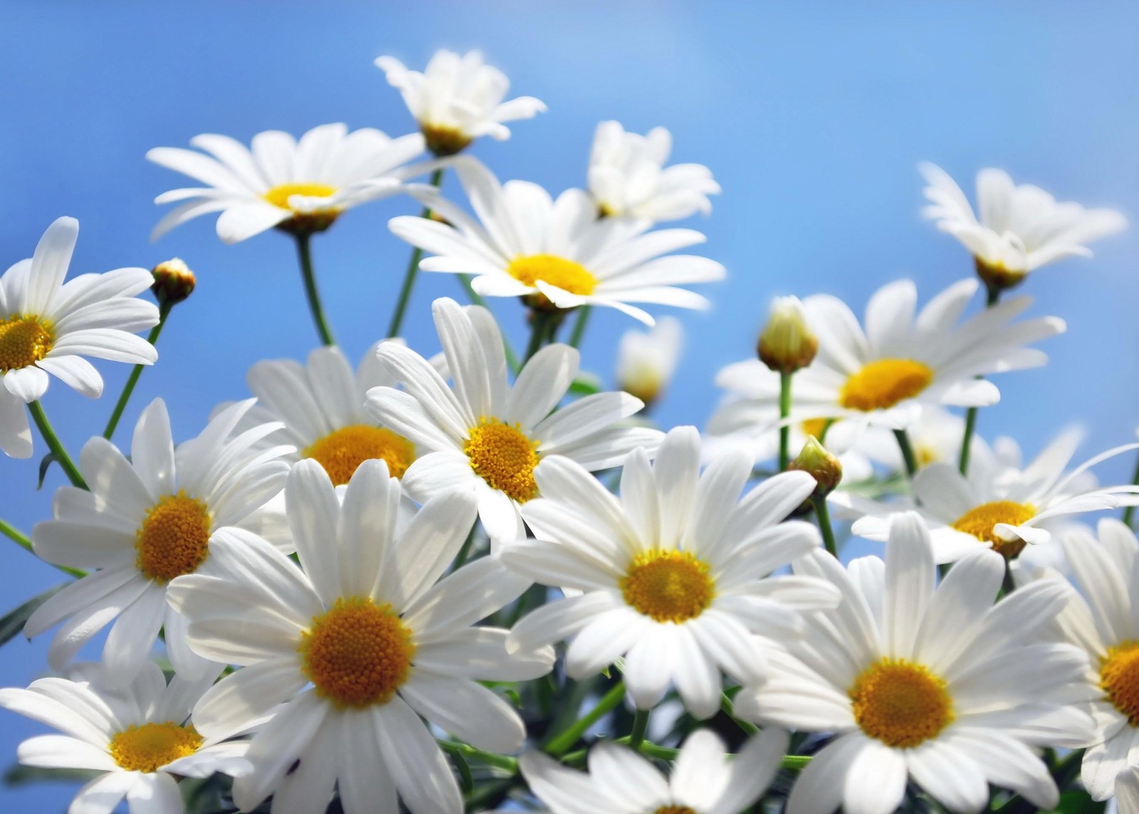 Il y a beaucoup de fleurs blanches avec des centres jaunes dans un vase (marguerite commune, marguerite, pétale, bouquet de fleurs, famille des marguerites)