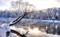 Reflejo invernal helado de un árbol cubierto de nieve junto al río