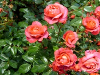 Rosas Floribunda vibrantes em flor