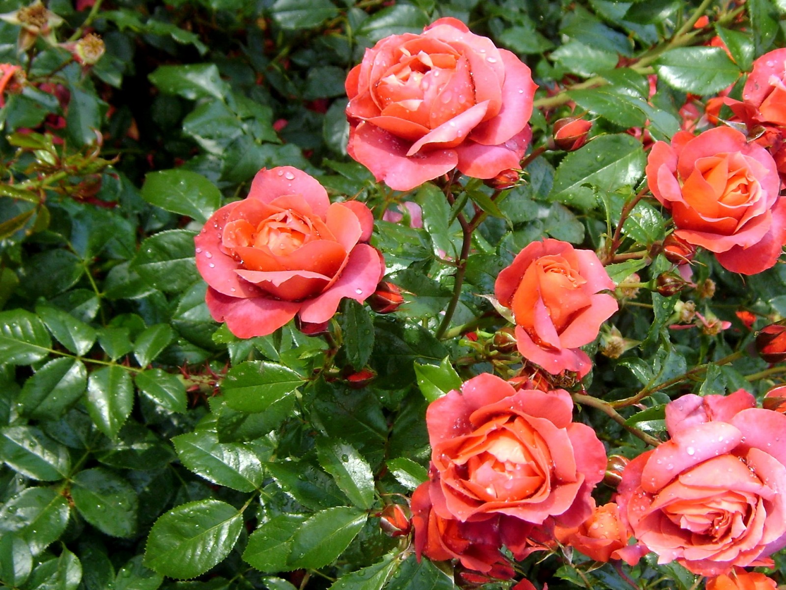 Hay muchas rosas rosas que están creciendo en el arbusto (rosas de jardín, planta floreciendo, floribunda, pétalo, familia rosaceae)