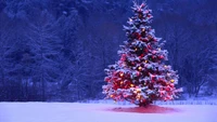 christmas day, christmas tree, christmas decoration, winter, tree wallpaper