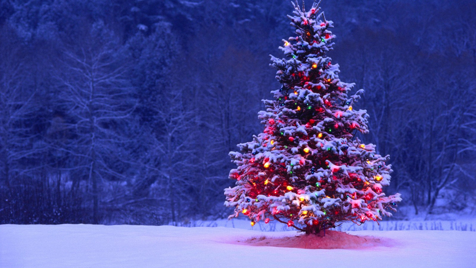 Un primer plano de un árbol de navidad con luces en la nieve (día de navidad, árbol de navidad, decoración navideña, invierno, árbol)