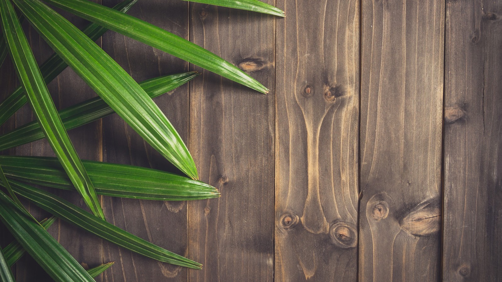 A close up of a green plant on a wooden surface (wood, leaf, tree, green, grass family)