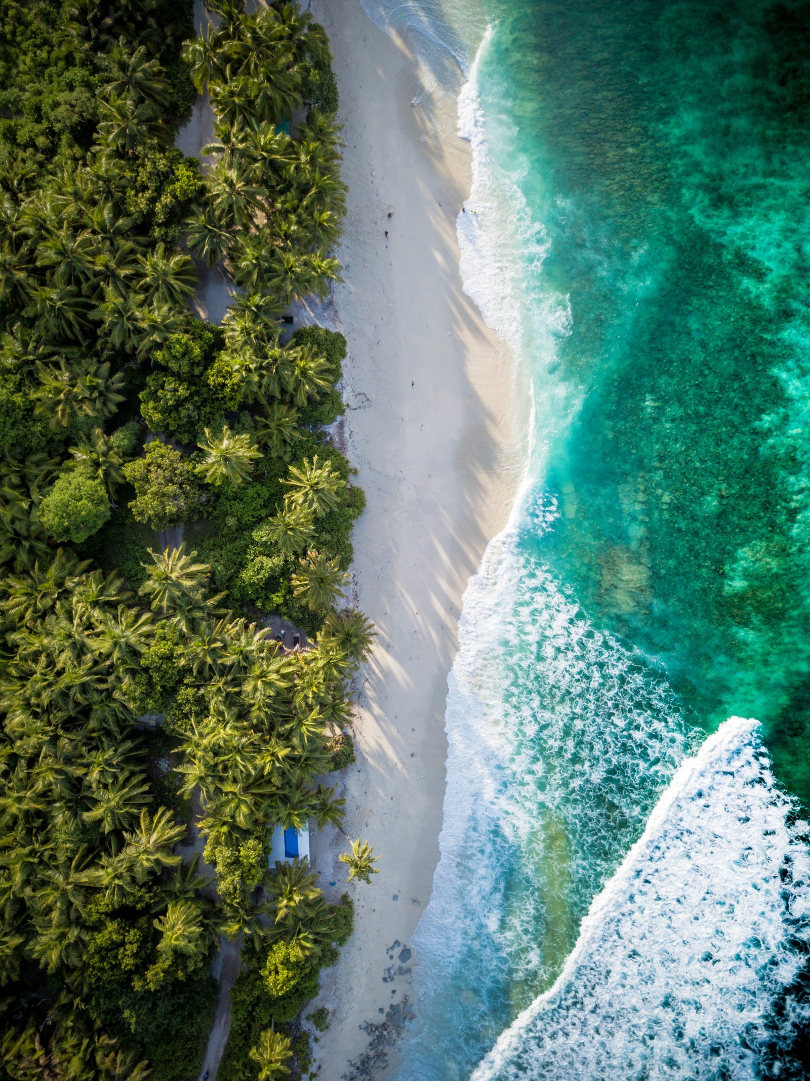 Vista aérea de una playa con un bote e palmeiras (agua, recursos hídricos, planta, paisaje natural, vegetación)