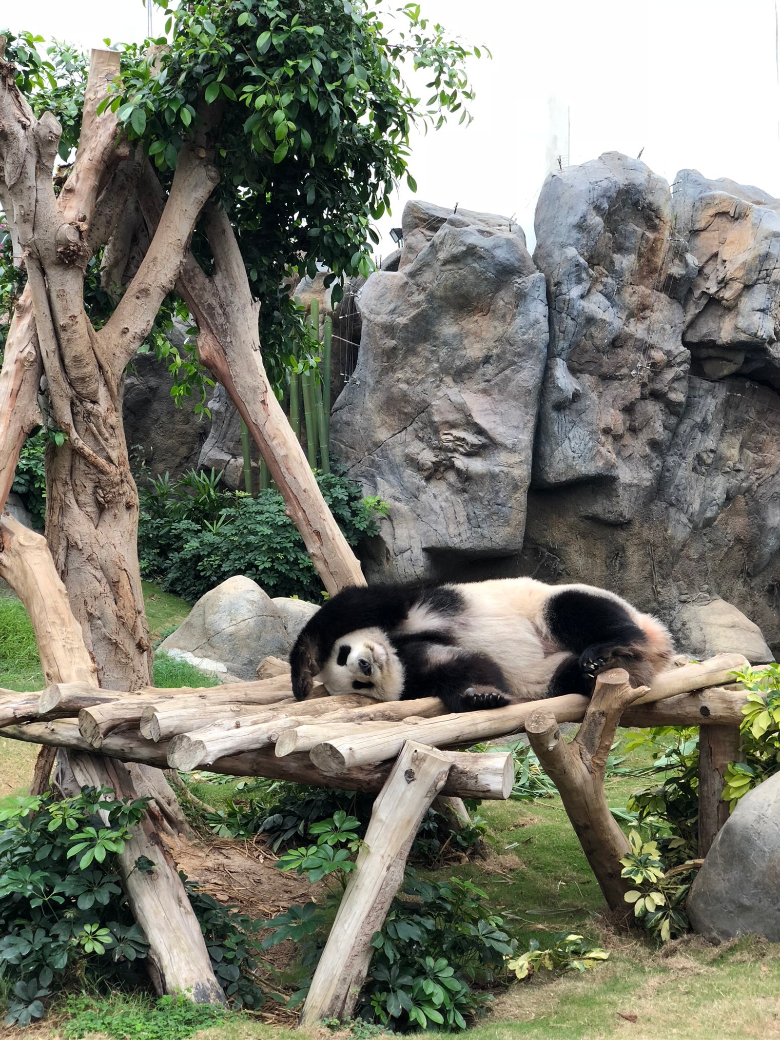 Un panda est allongé sur un banc en bois dans un enclos de zoo (pandas, panda géant, animal terrestre, biologie, science)