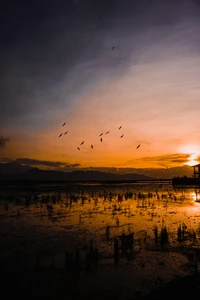 Hora dourada de serenidade: Pássaros em voo sobre um pântano reflexivo ao pôr do sol