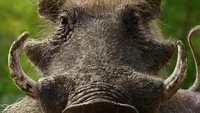 Close-up of Pumbaa, the beloved warthog character from "The Lion King.