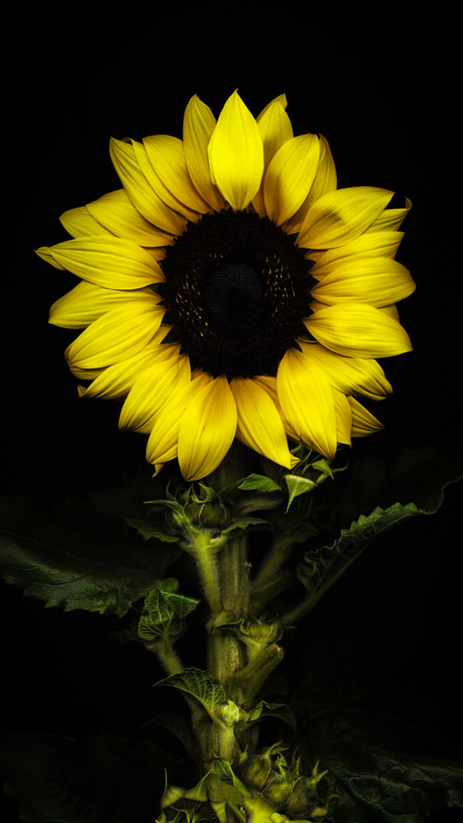 Arafed sunflower with a black background and a yellow center (flower, yellow)