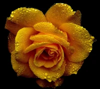 Rose jaune dorée avec des gouttes de rosée