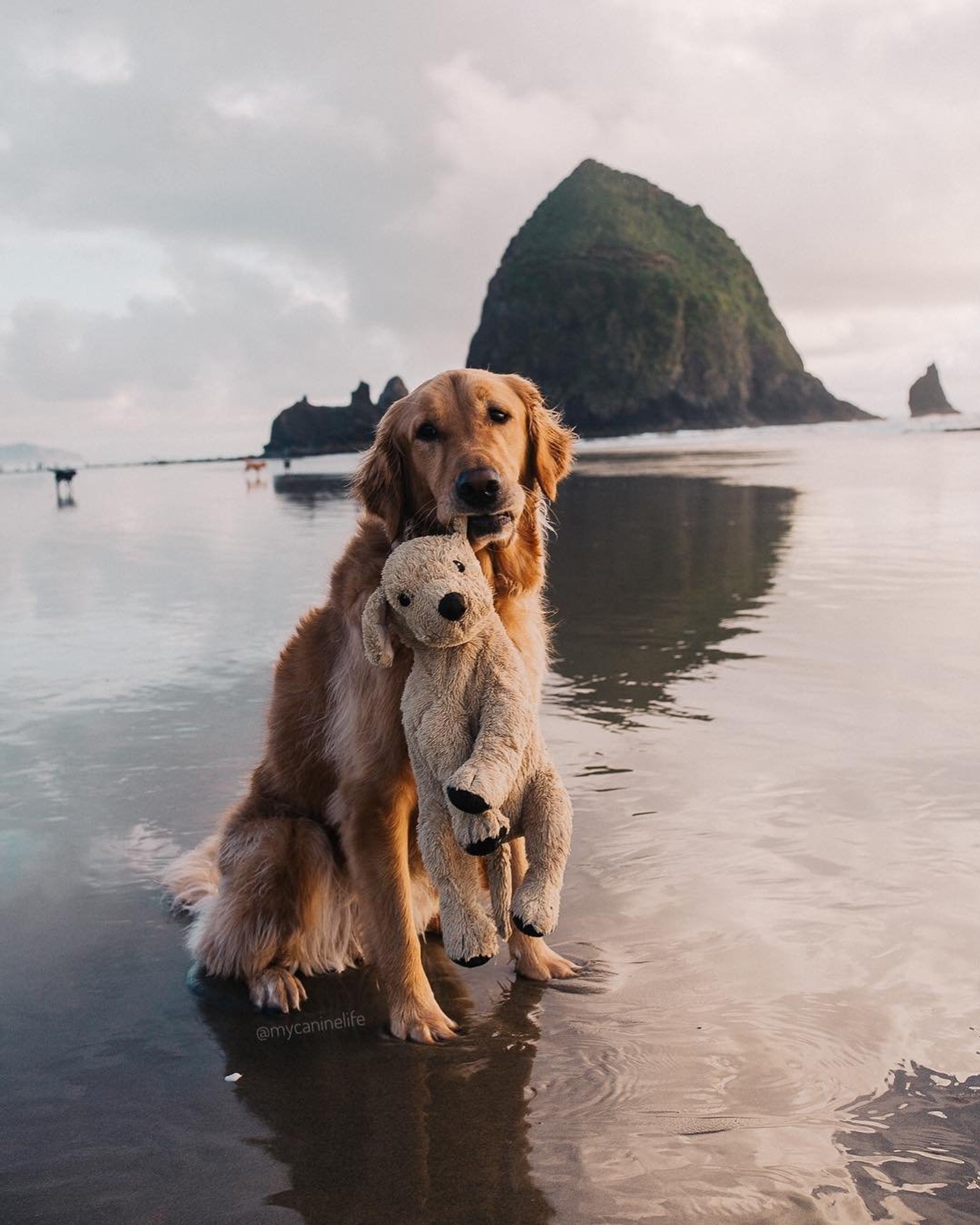 Ein hund, der ein stofftier am strand hält (entzückend, tiere, niedlich, hund, reddit)