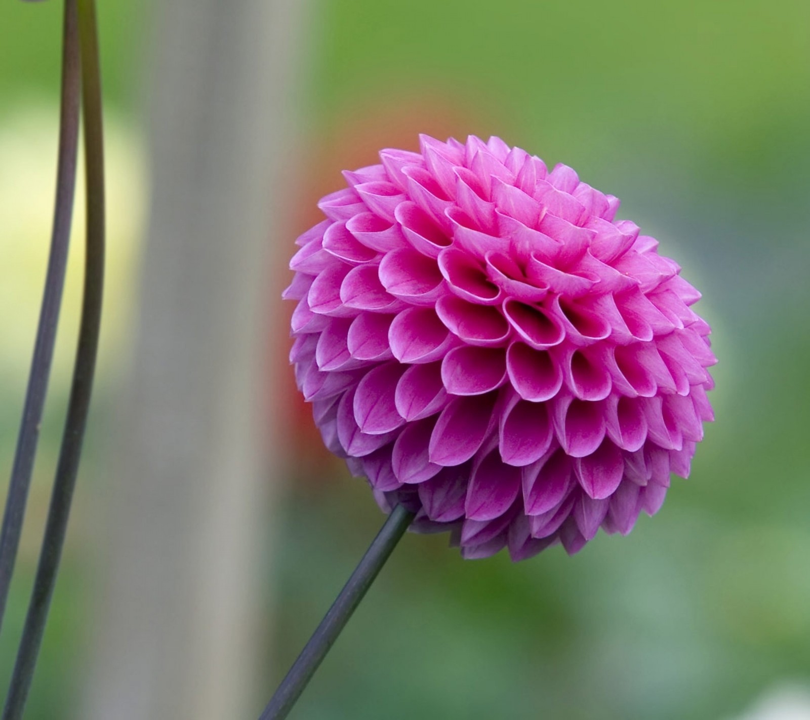 Hay una flor rosa que está creciendo en una maceta (dalia, flor, naturaleza, rosa)